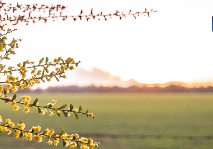 NW Newsletter Header (22)