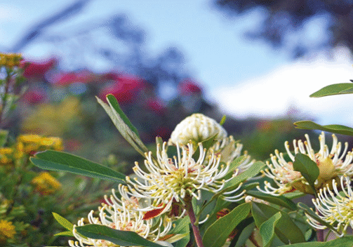 Spring Flowers Blooming